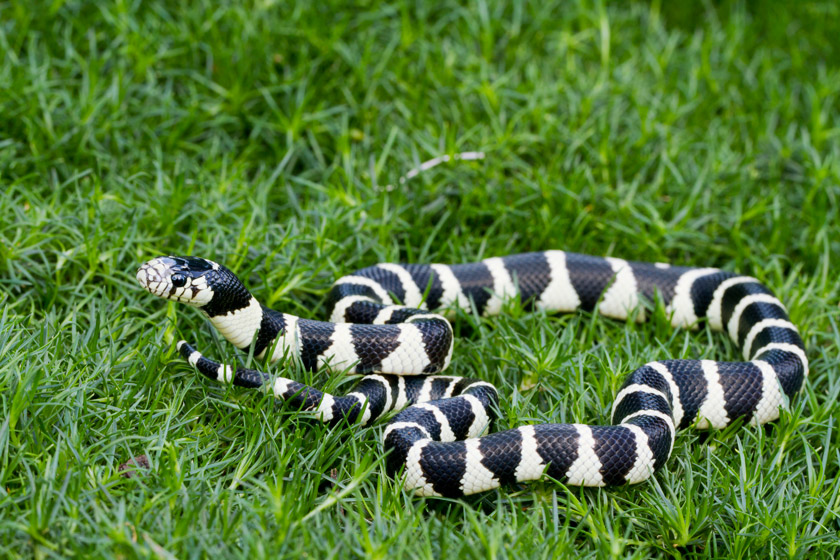 snakes of california