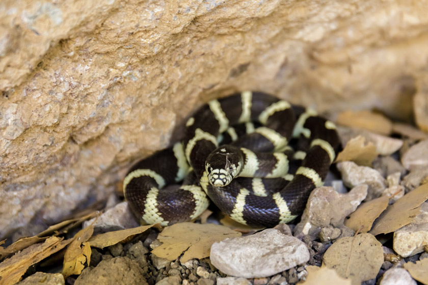 snakes of california