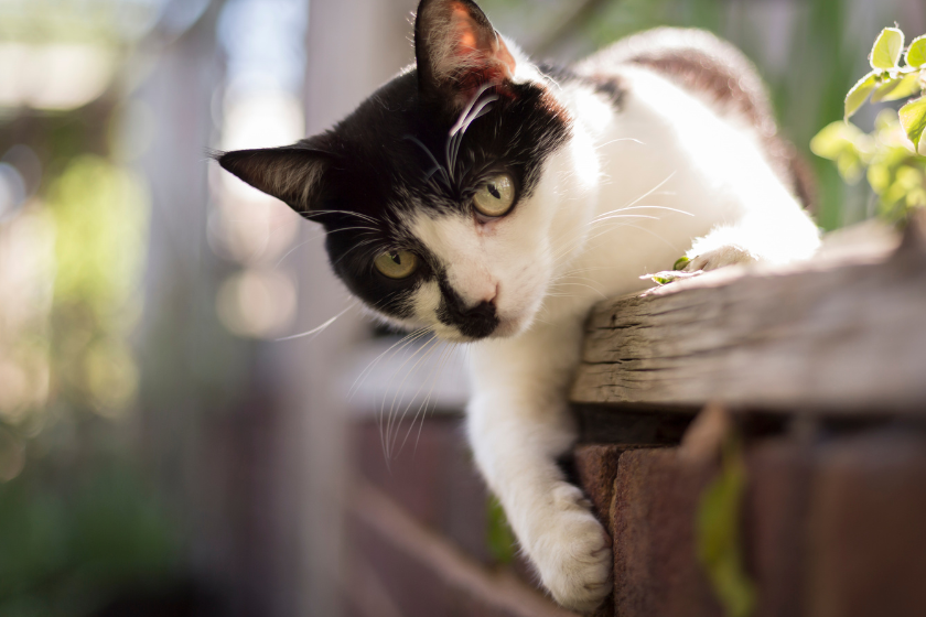 Cute young cat playing in a garden