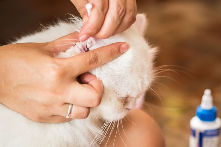 6 Best Cat Ear Cleaners of 2022 (Check Your Cat's Ears Once a Week)