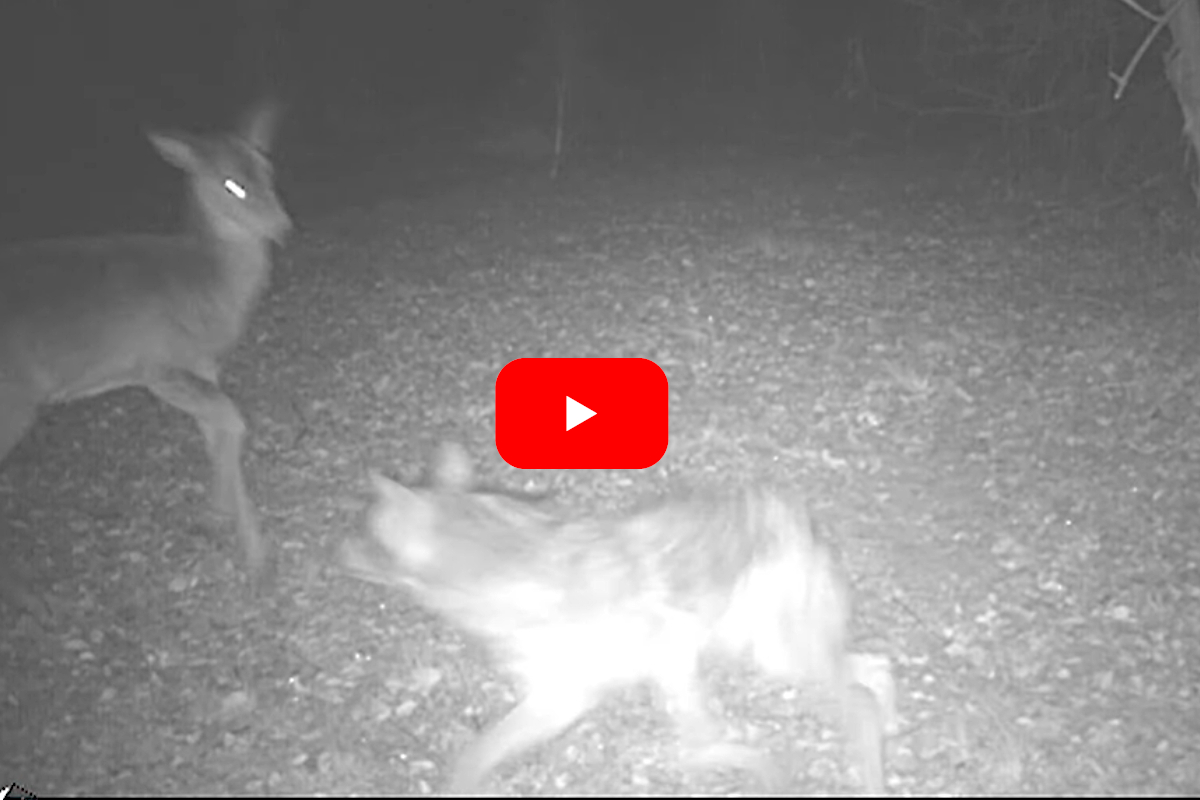 Coyote vs Deer