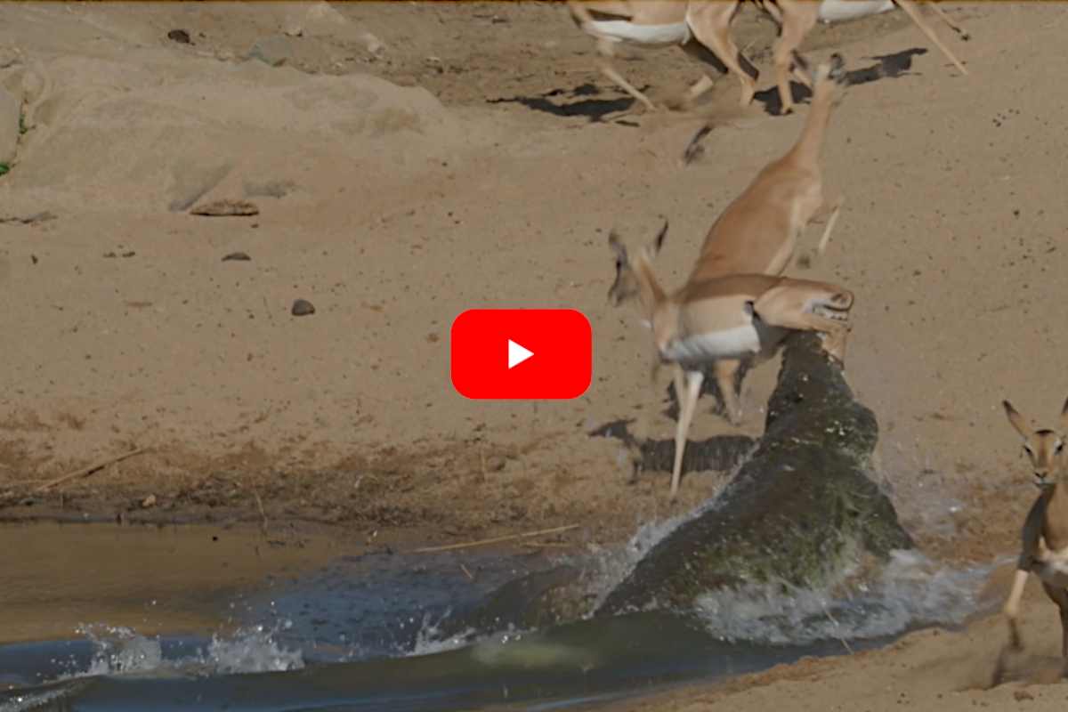 Crocodile Eats Impala