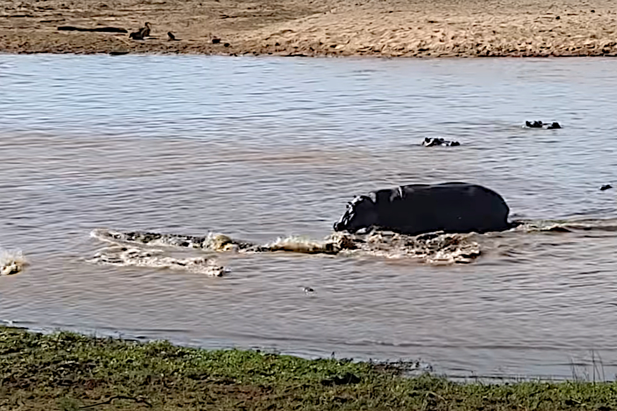 Crocodile vs Hippo