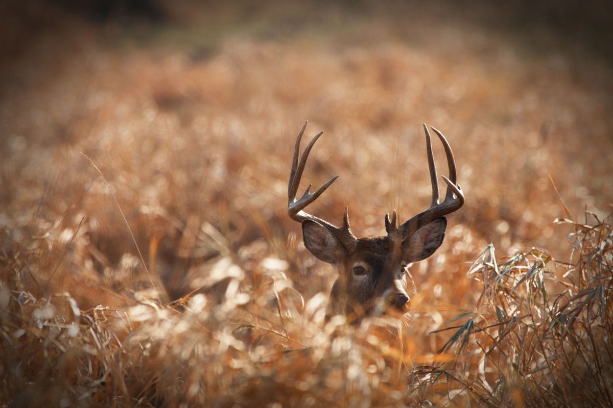 best whitetail hunting trips