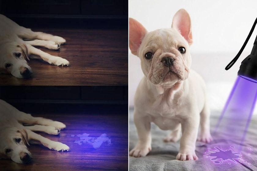 Dog Urine Detector 5 Best of 2021 (Find Your Pup's Mess Easily)