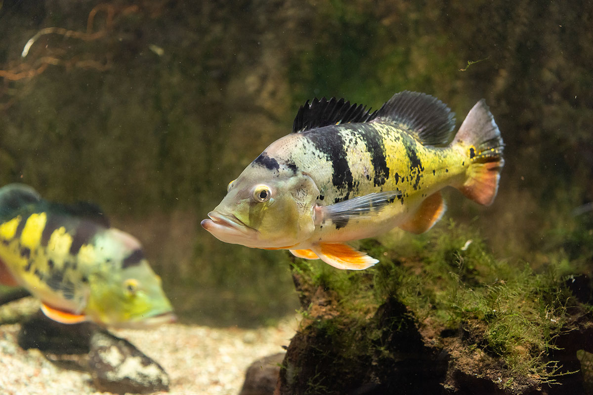 Peacock Bass: How This Interesting Species Reached Sportfishing