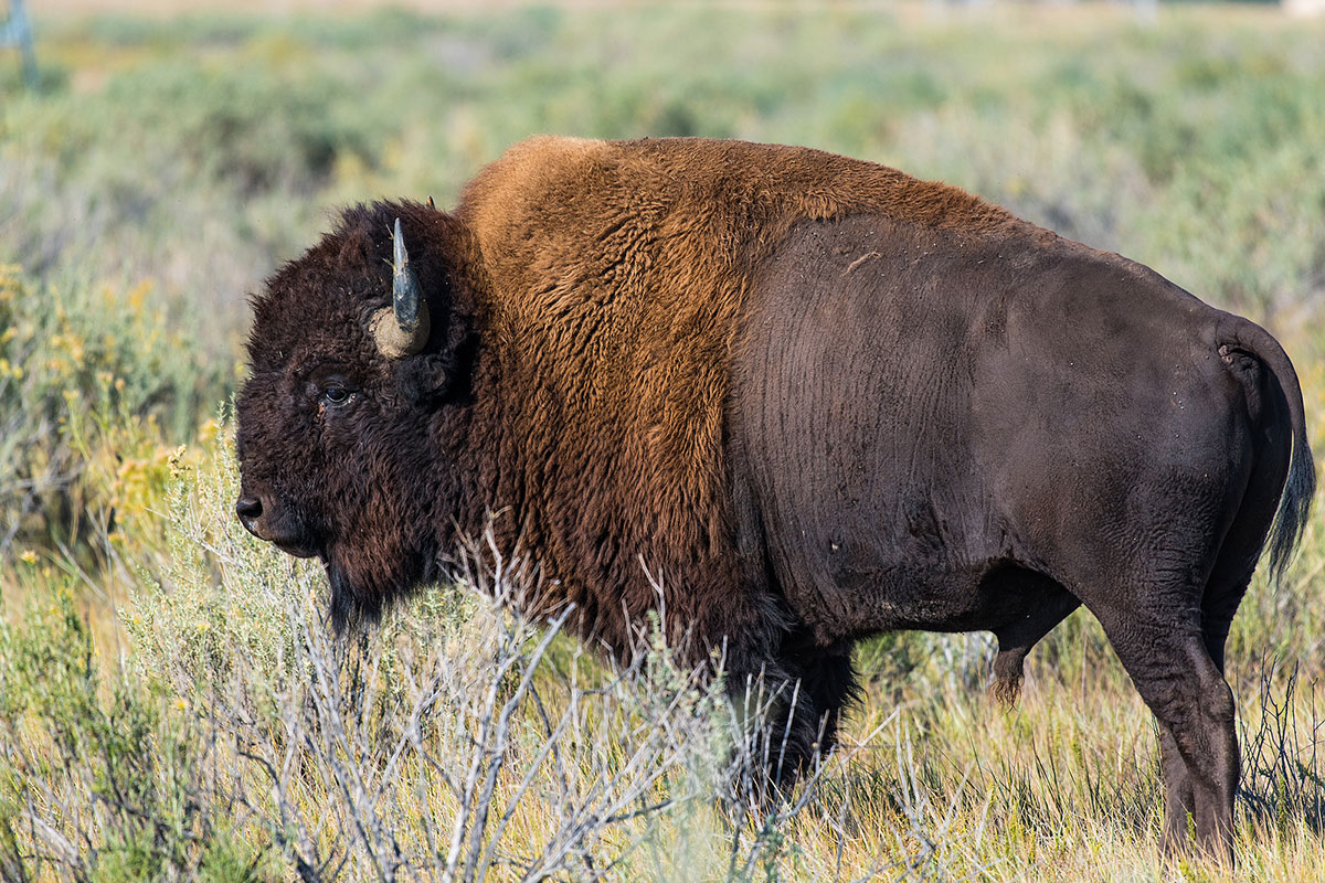 Hunt Bison