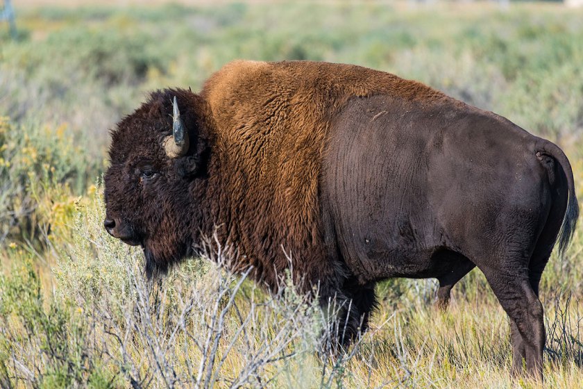 Where and How to Hunt Bison in America Wide Open Spaces