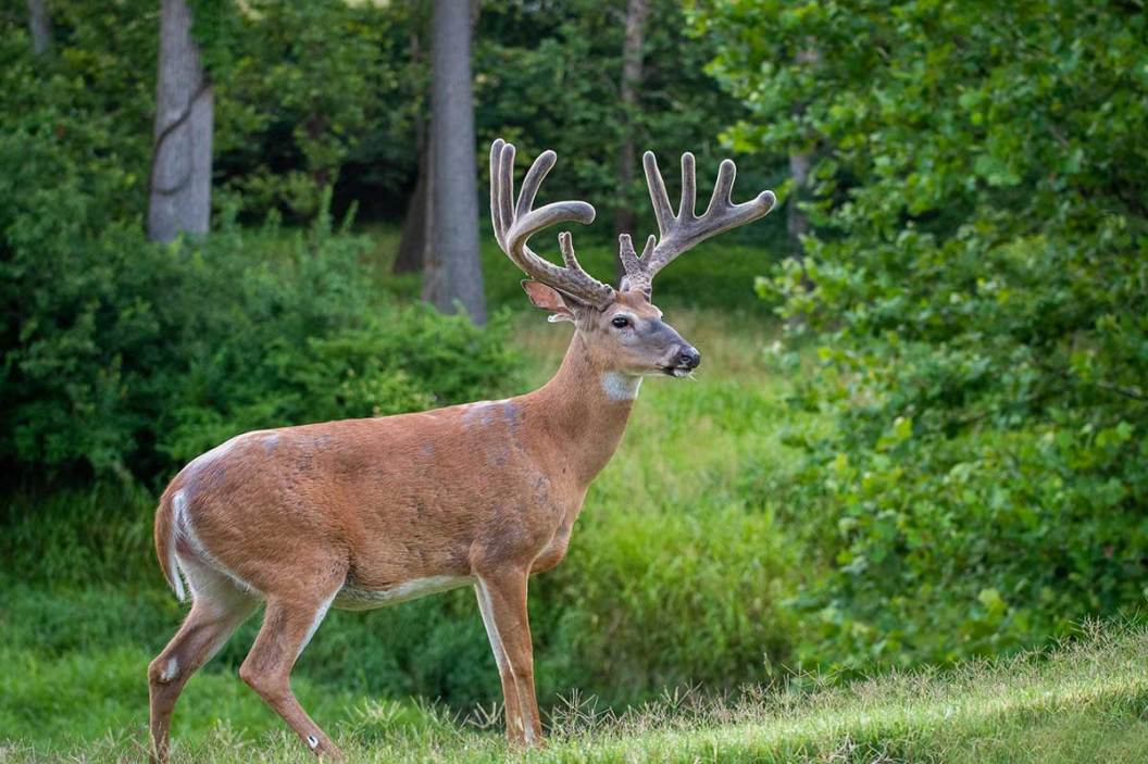 Review Cabela's Fortitude Compound Bow Package, a Beginner Bowhunting