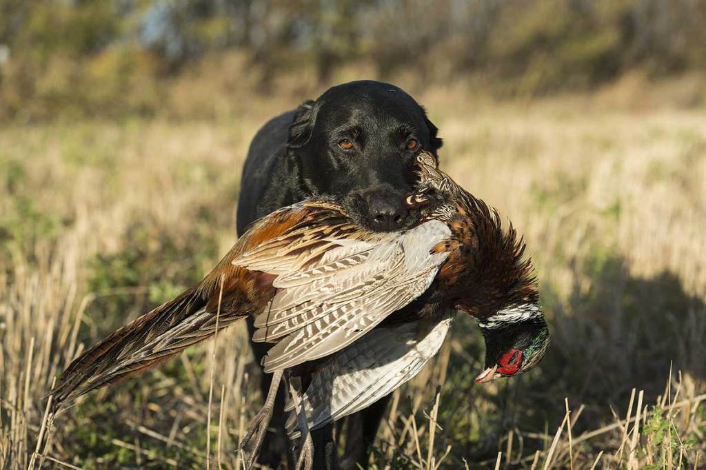 Our Picks For the 3 Best Duck Hunting Dogs