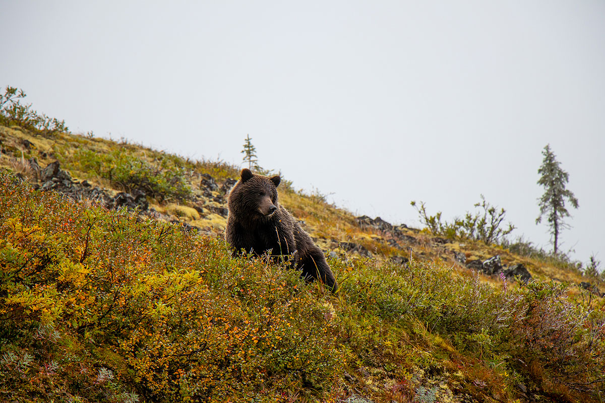 Grizzly Bear Hunting