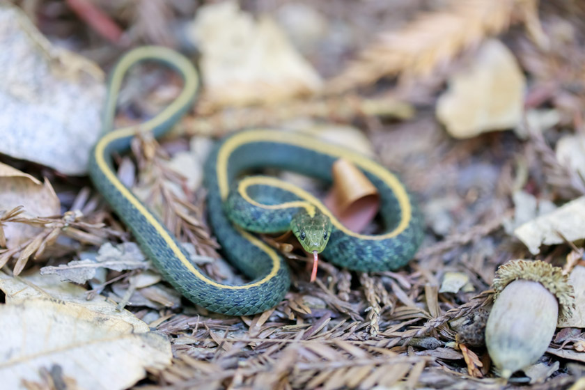 snakes of california