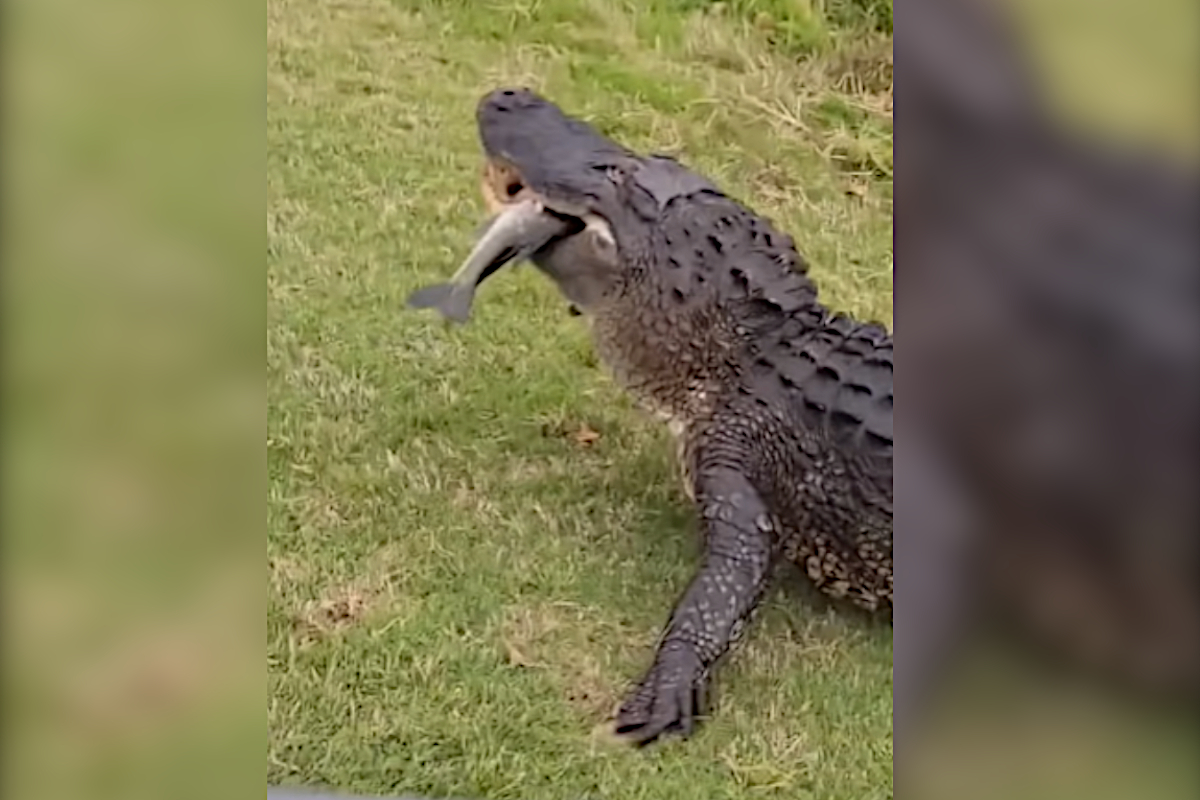 Alligator Steals and Eats Angler's Freshly-Caught Largemouth Bass - Wide  Open Spaces