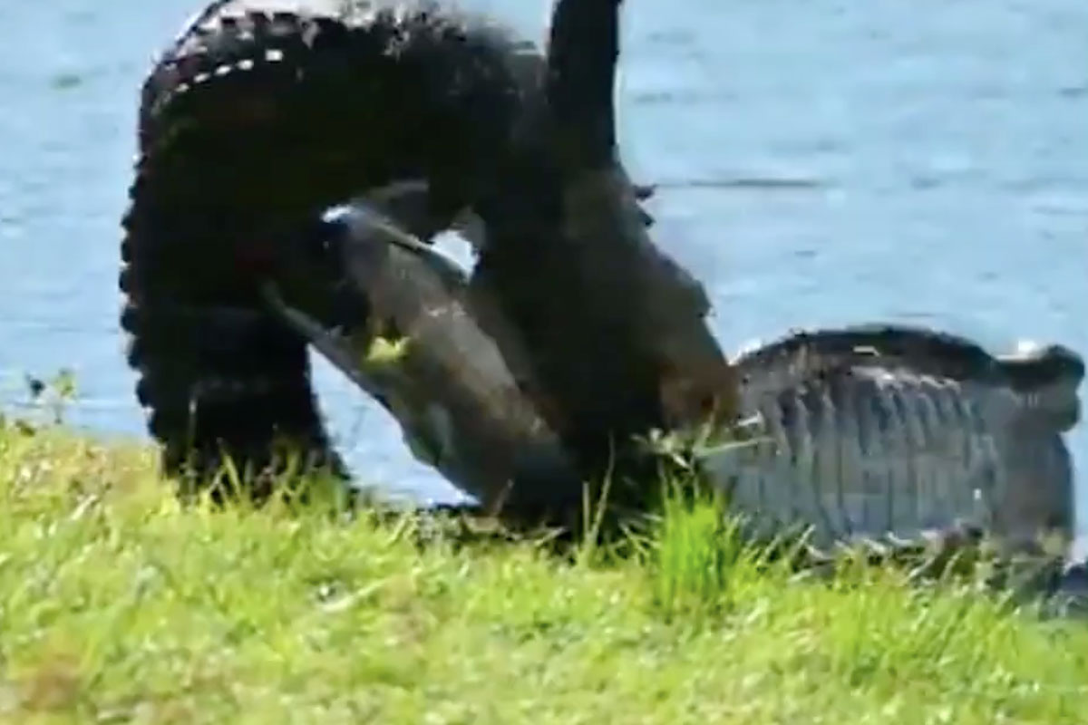 alligators