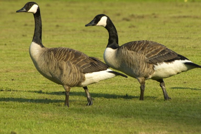 California Geese With Blue Fat Found To Have Ingested Rat Poison Wide