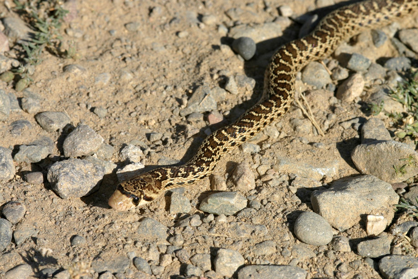 snakes of california