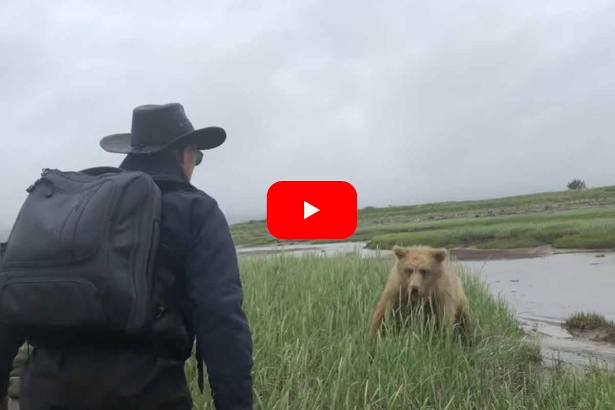 Grizzly Charge