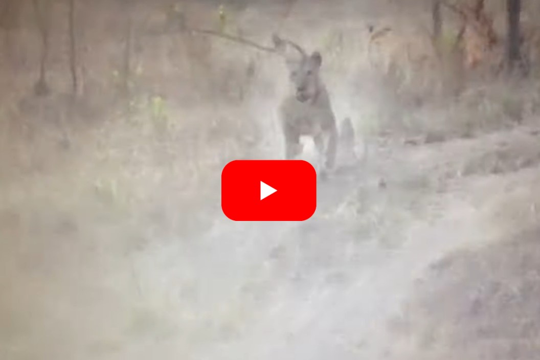 Lion Chases Truck