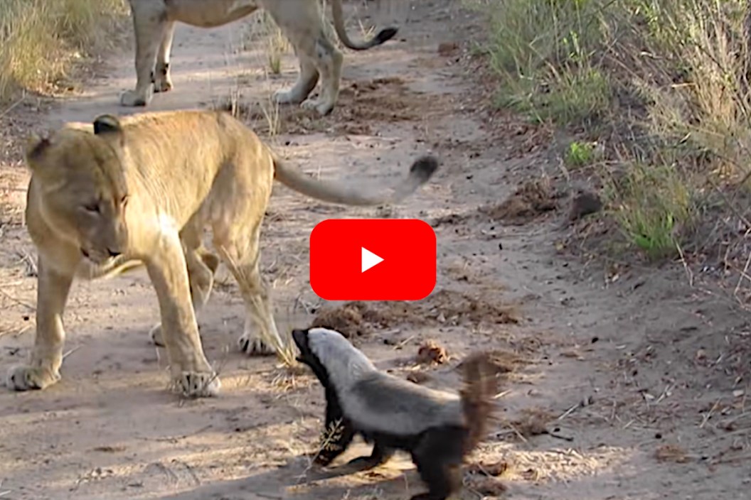 Lions vs Honey Badger