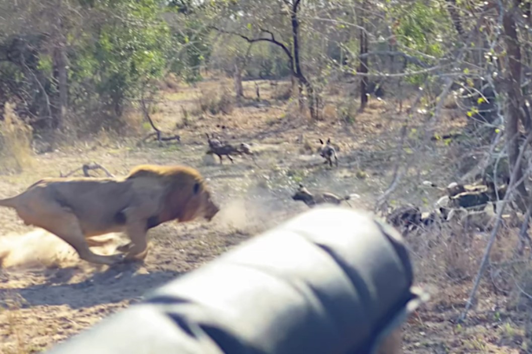 Lion vs Wild Dogs