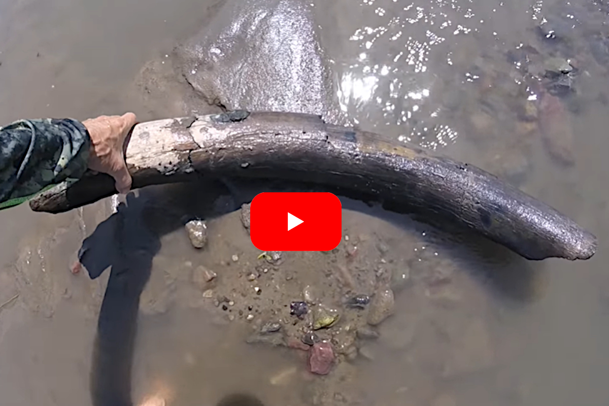 Mammoth Tusk