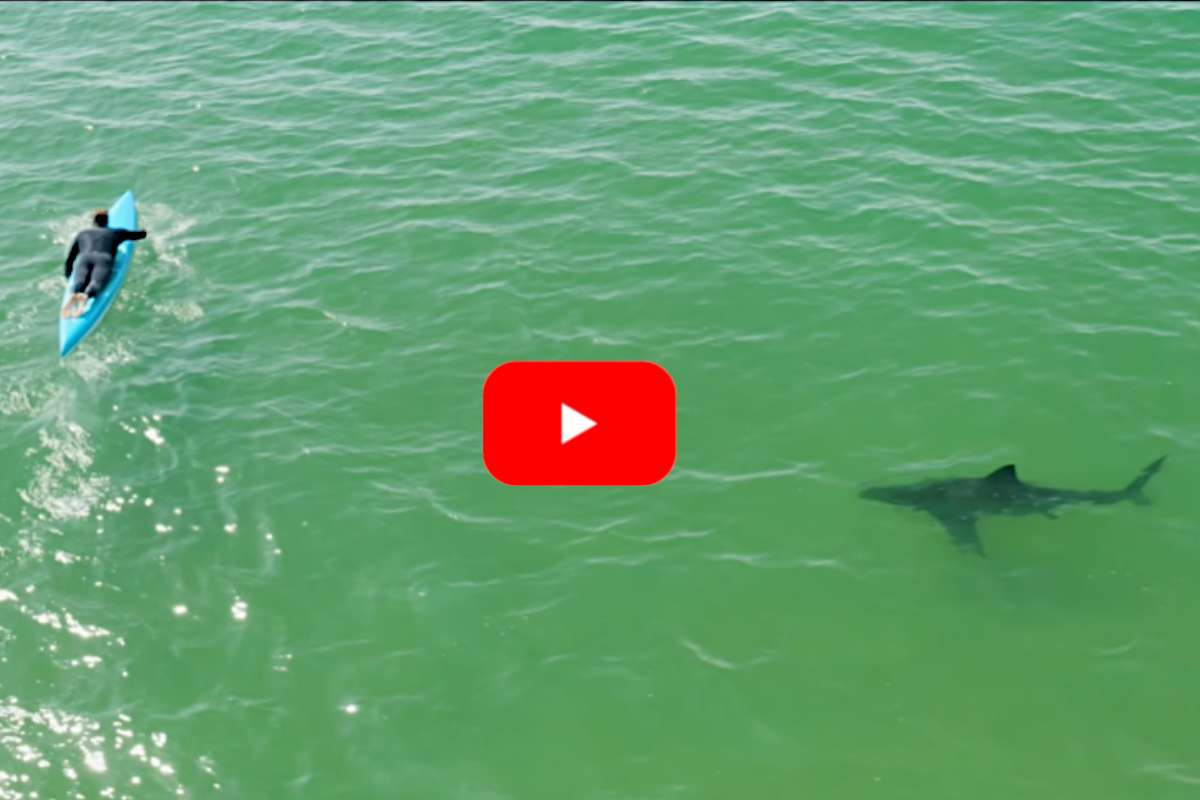 Paddleboarder White Shark