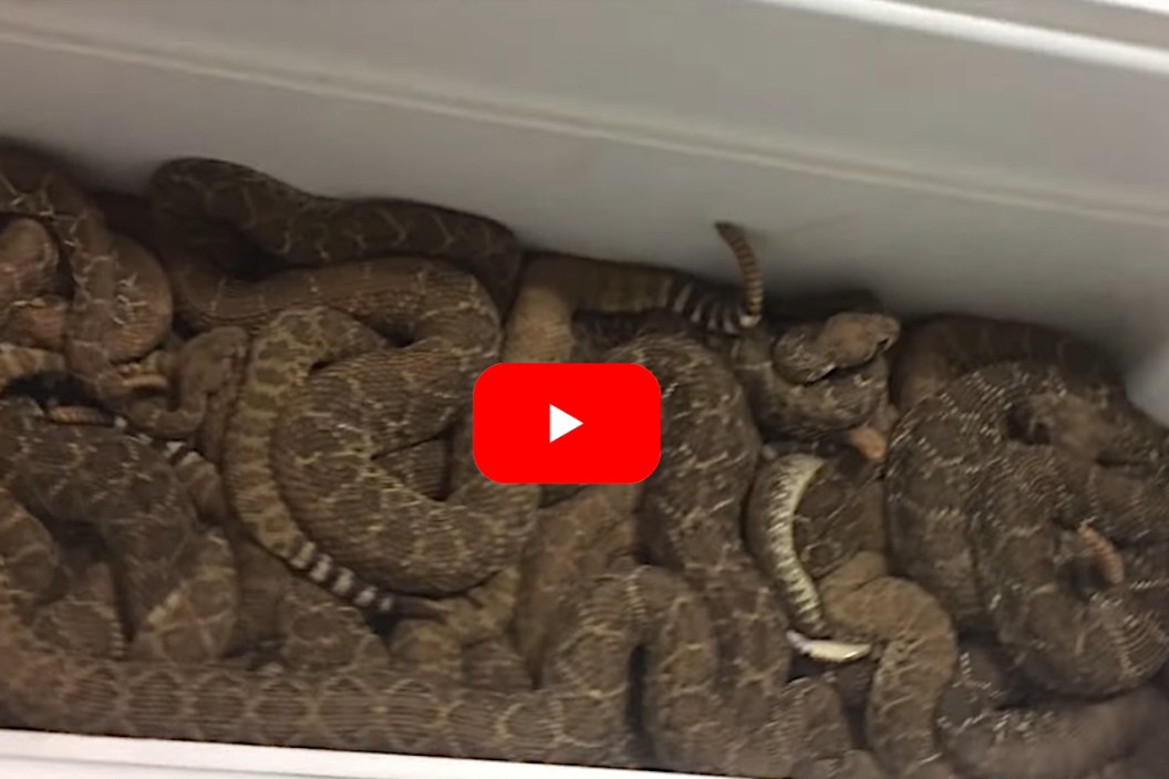 Rattlesnakes