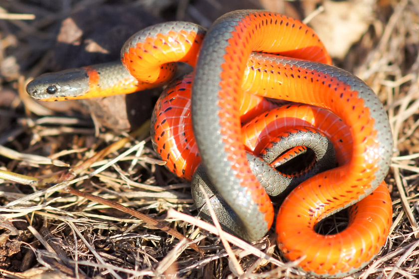 snakes of california