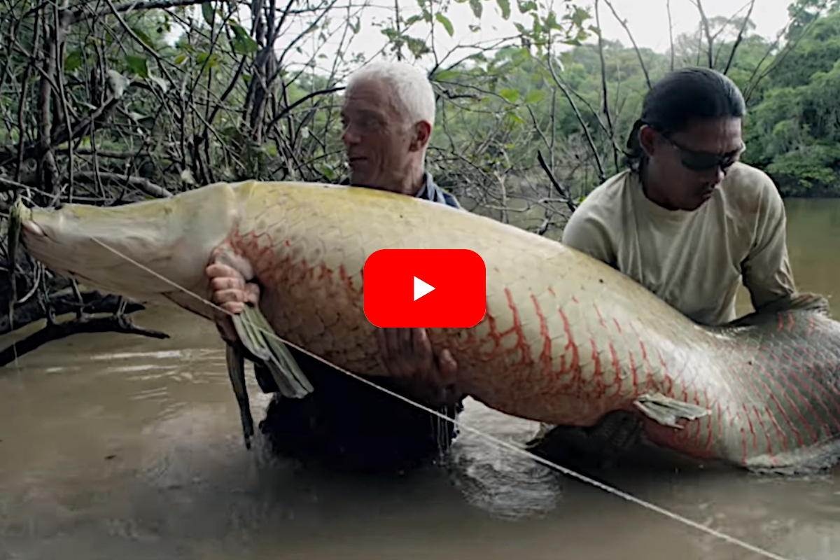 arapaima river monsters net fishing 10-foot-long Amazonian 'river monster' found in Florida Jeremy Wade Catches a Monstrous