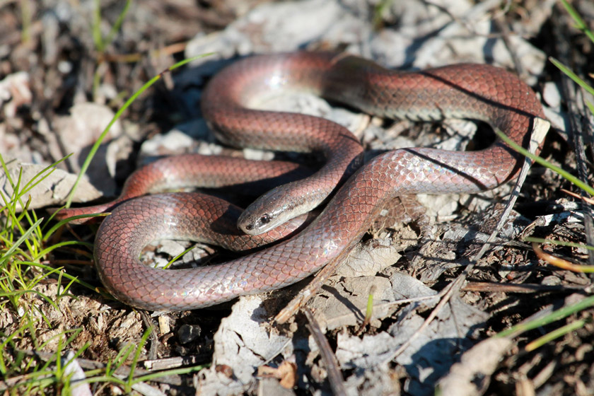 snakes of california