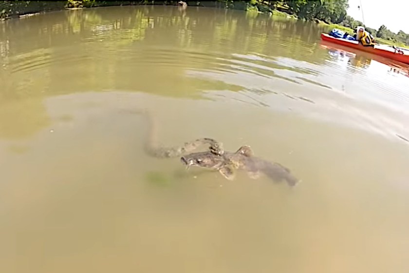 Snake Catfish Snake Tries to Wear Down Catfish That Looks Too Big to Swallow - Wide ...