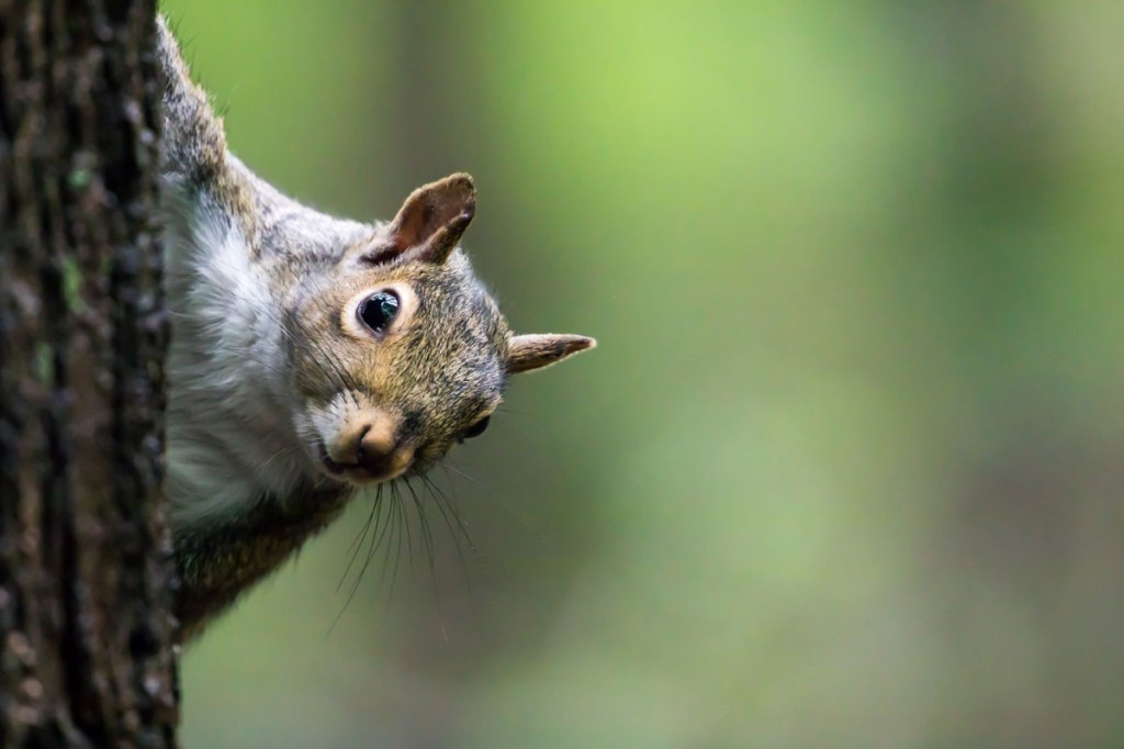 'Barking Squirrels,' an Old Mountain Man Hunting Trick, Is as Cool as It Gets Wide Open Spaces