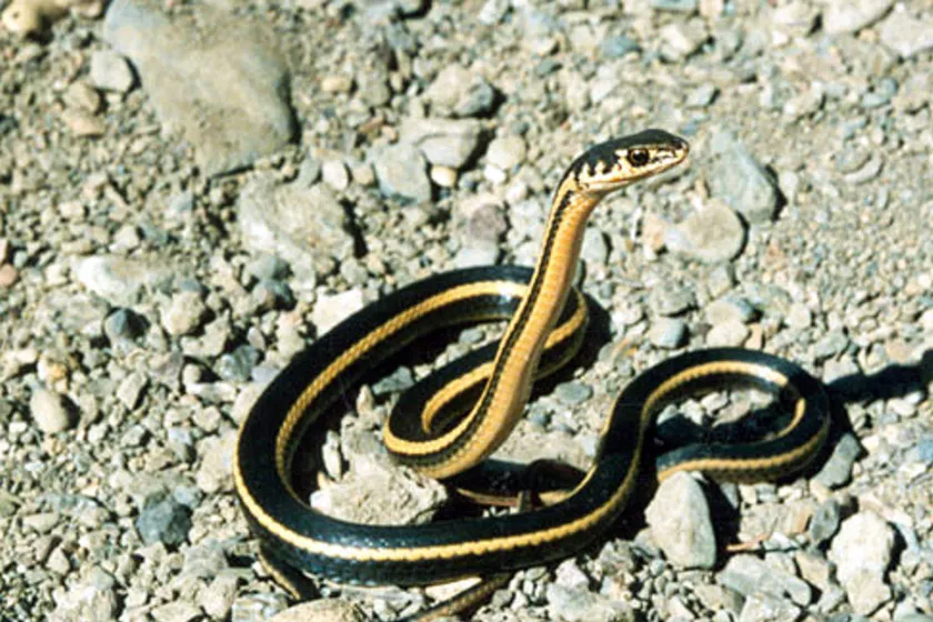 snakes of california
