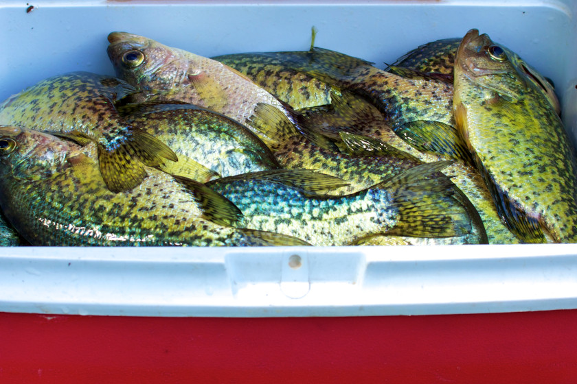 Summer Crappie fishing