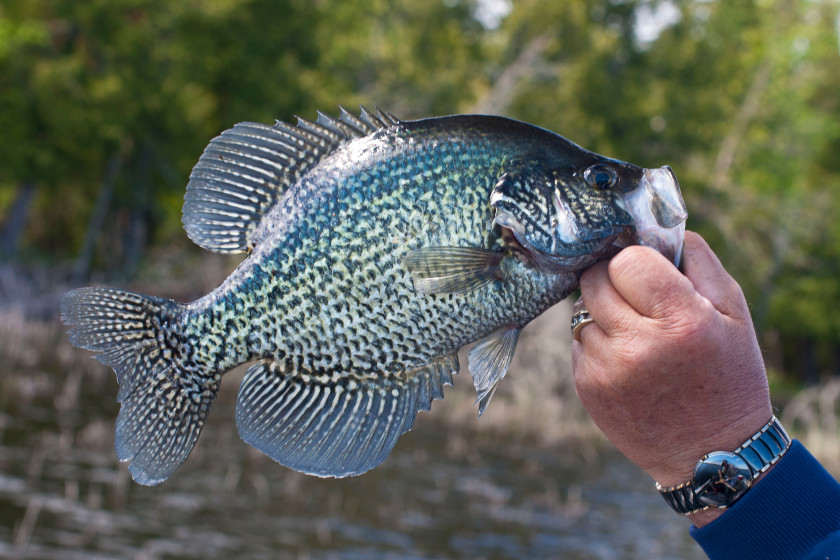 Summer Crappie Fishing