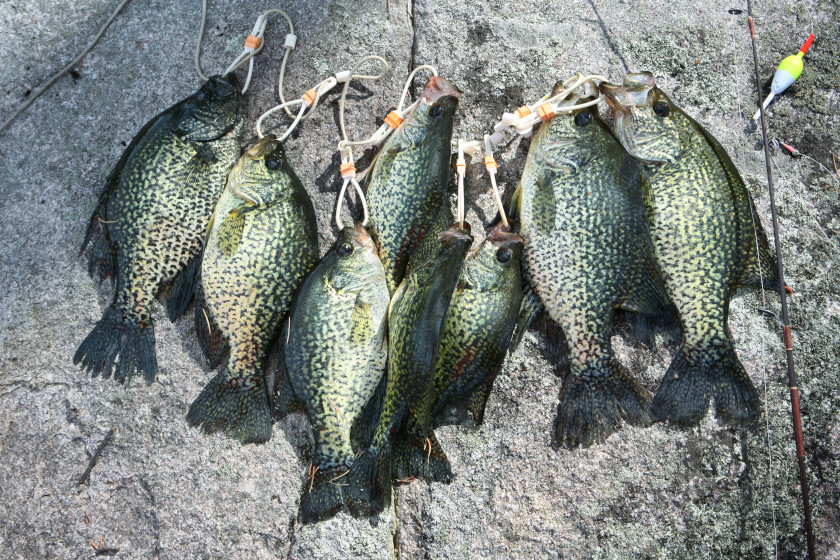 Summer Crappie Fishing