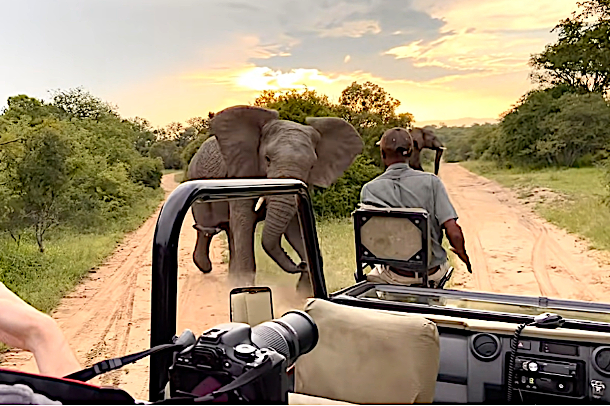 Tourist Elephant