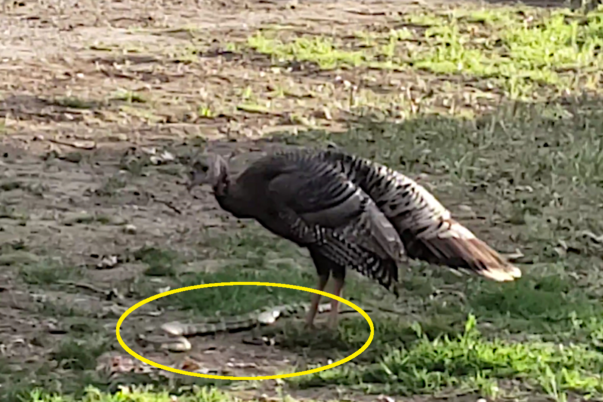 Wild Turkey Annihilates Rattlesnake in Unfair Matchup Wide Open Spaces