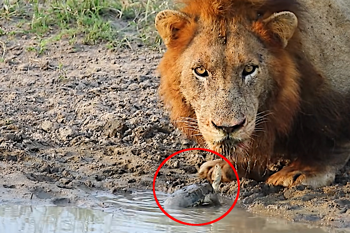 Turtle vs Lions