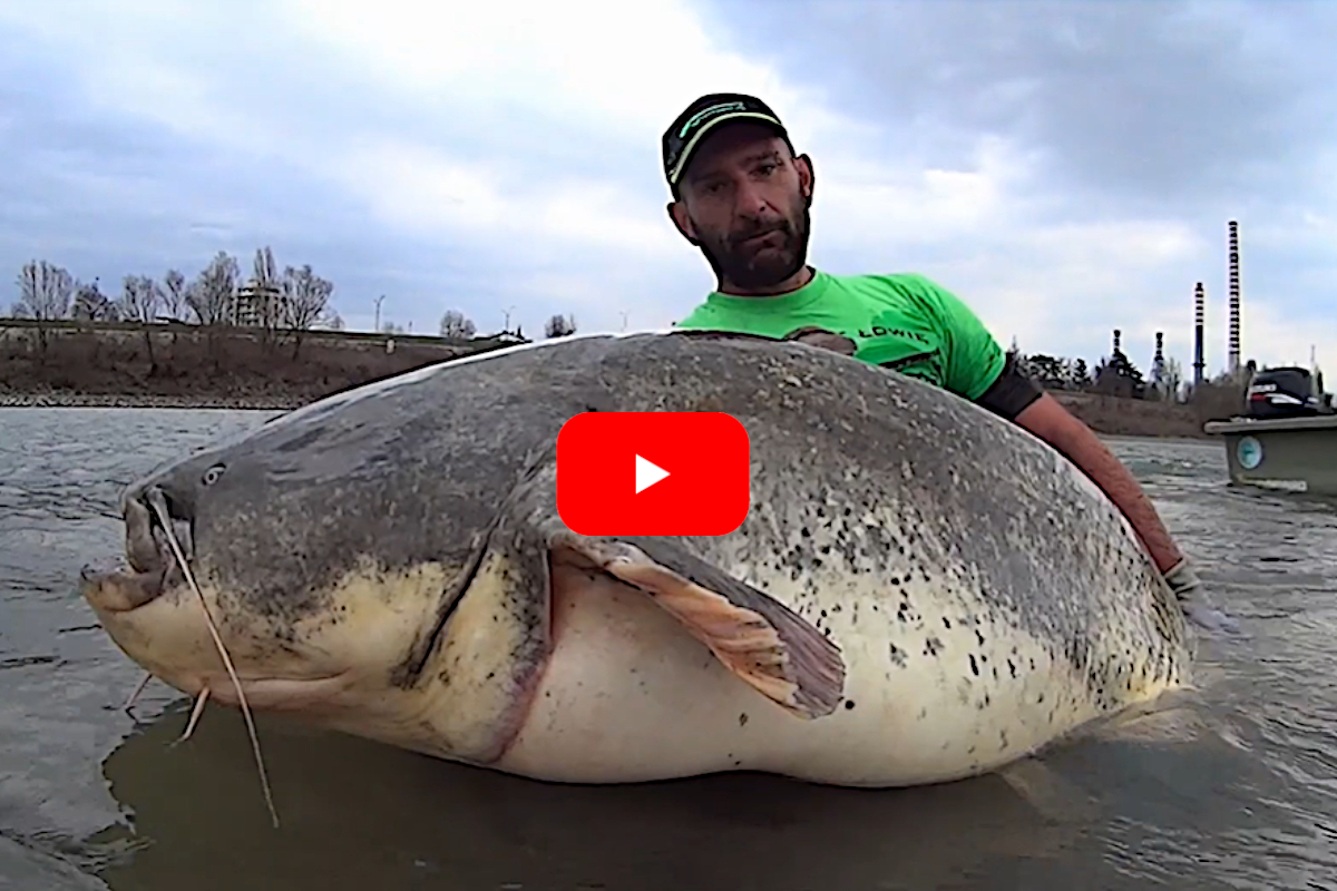 Angler Lands 260-Pound Wels Catfish As His Gear Starts Failing - Wide Open  Spaces