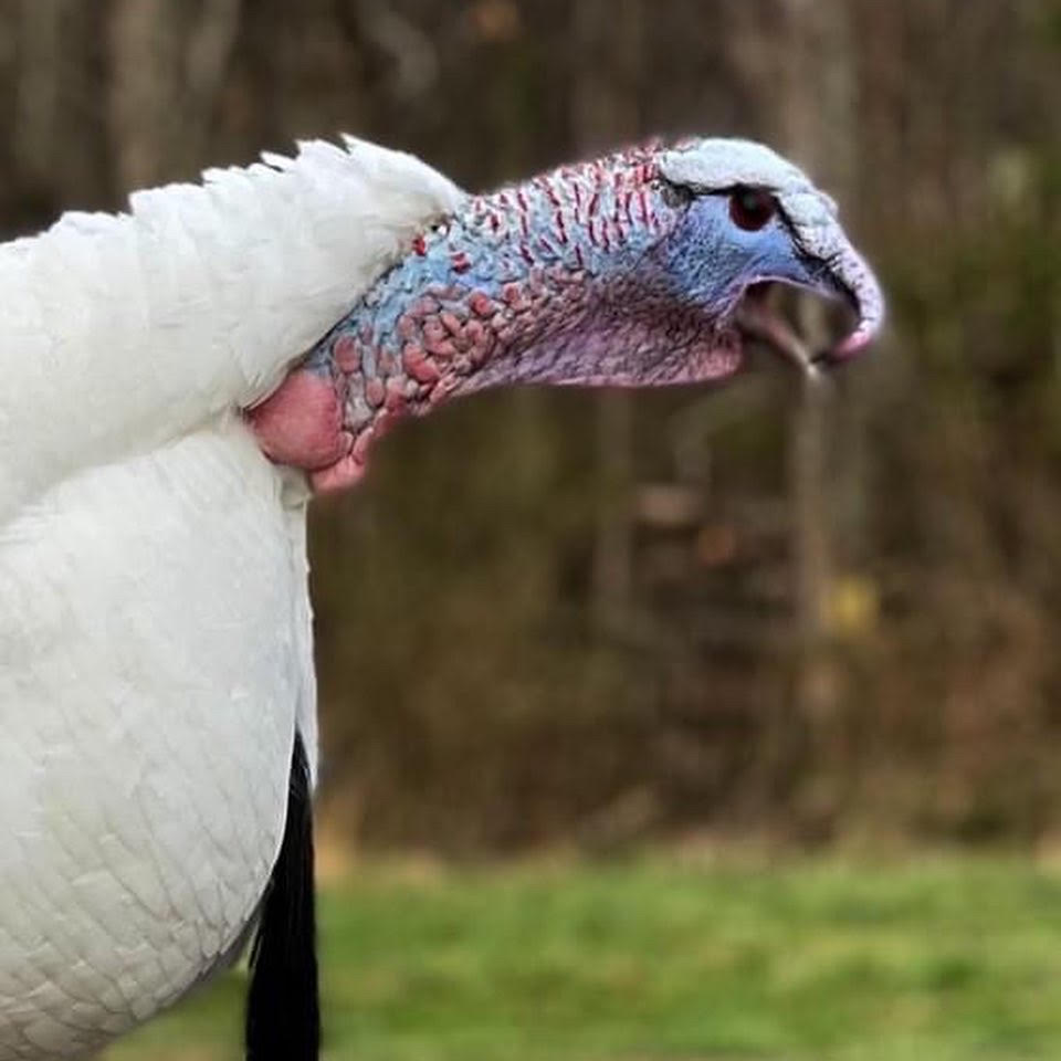 White Turkey