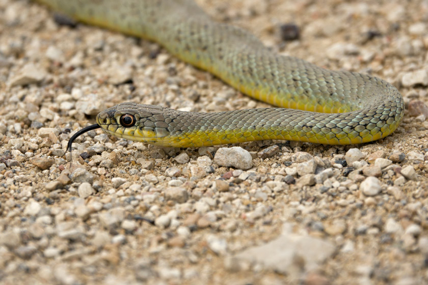 snakes of california