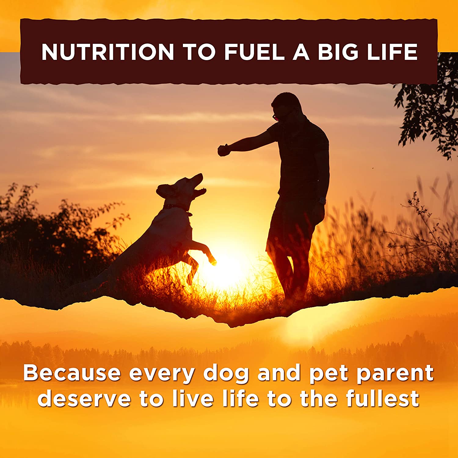 Nature's Recipe Grain Free Easy to Digest Dry Dog Food with Real Meat, Sweet Potato & Pumpkin