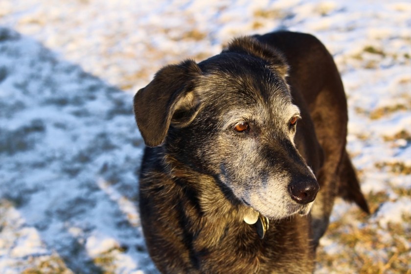 Dog Dementia Supplements Prevention, Elder Care & Signs to Watch For