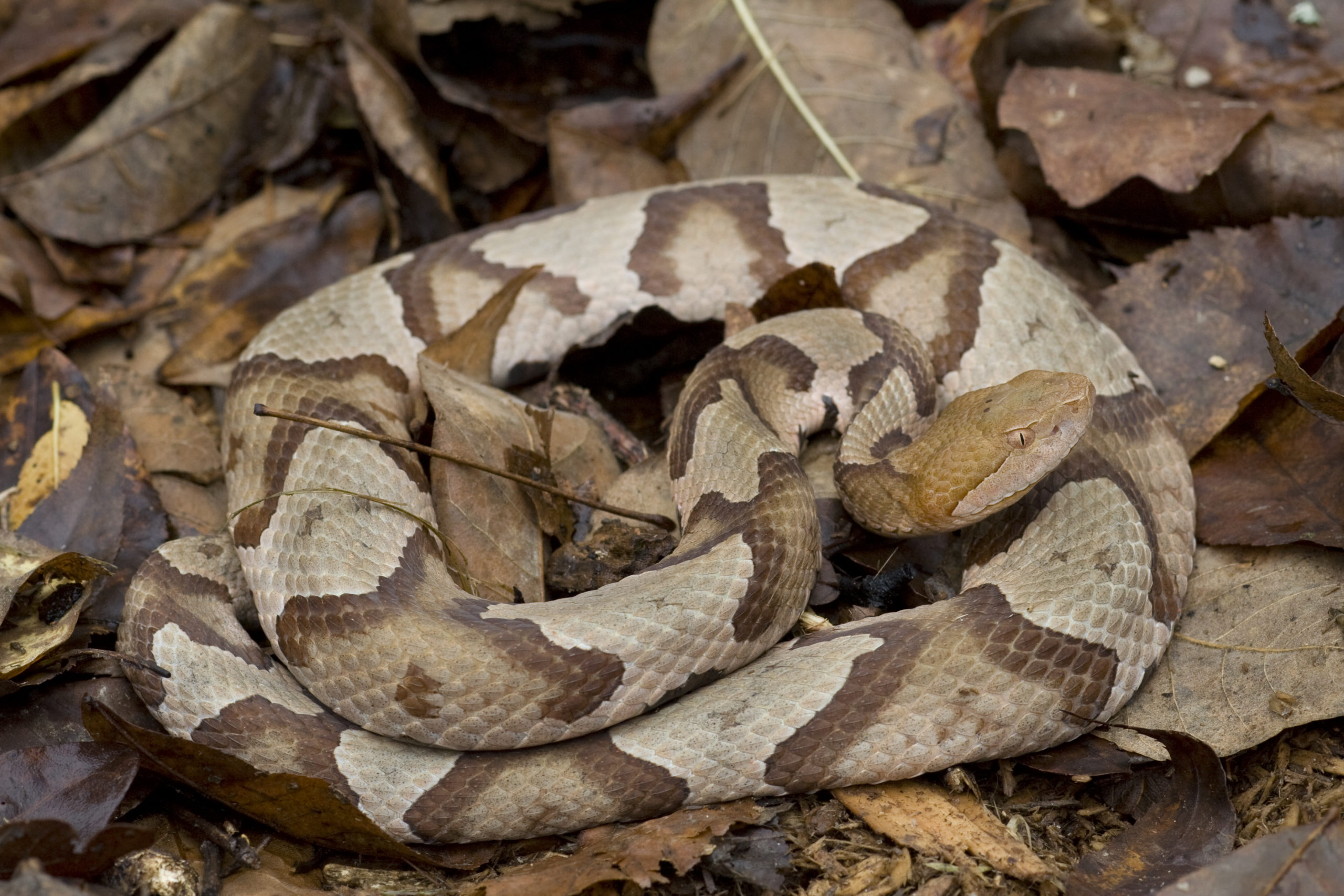 A venomous copperhead snake ready to strike. 