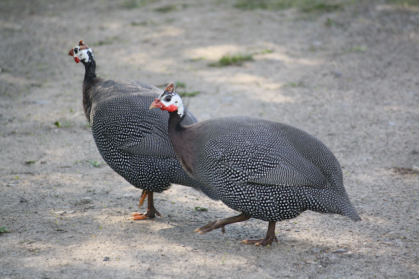 Two Guinea hens on tour. - animals that eat ticks