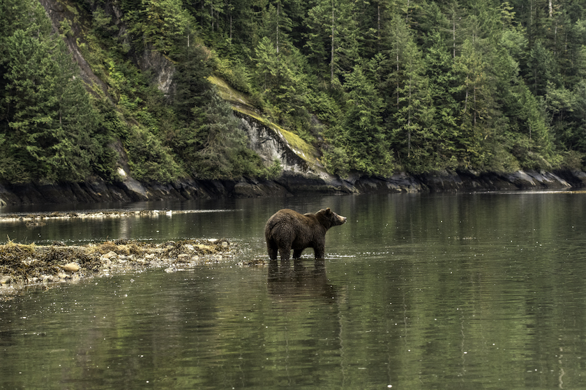 Bear reflected in the waters of the Great Bear Rainforest in British Columbia, Canada