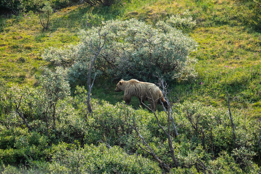 Wild grizzly bears in Canada