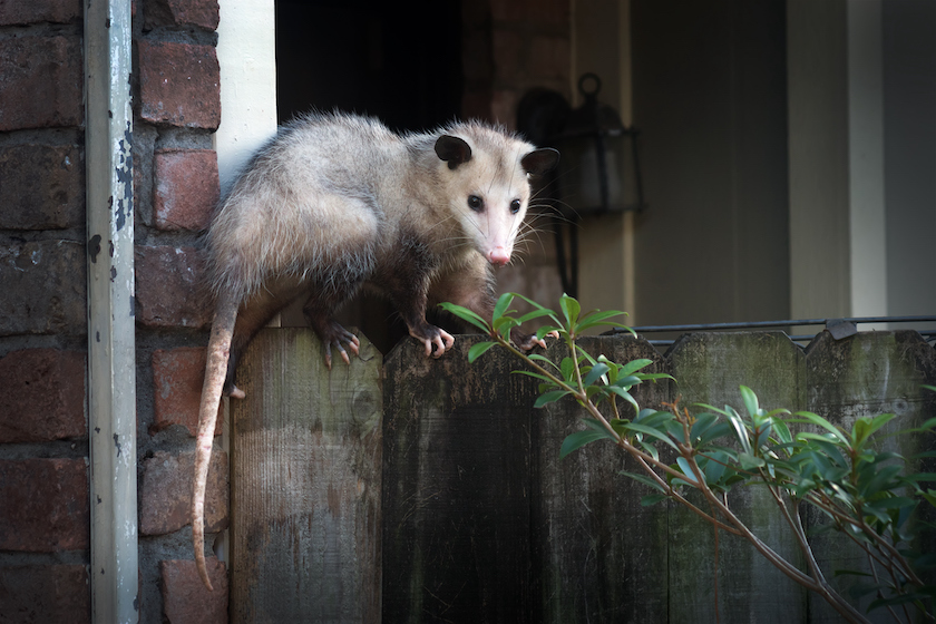 Adult female Virginia opossum (Didelphis virginiana), commonly known as the North American opossum on the fence - animals that eat ticks