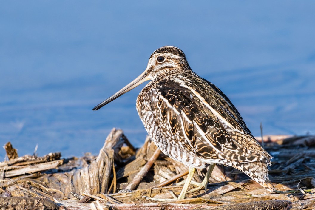 Close up of Wilson's snipe (Gallinago delicata) bird on the shores of a pond in Merced National Wildlife Refuge, Central California